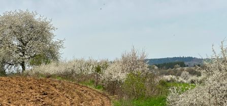 blühende Hecken am Feldrand