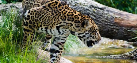 Jaguar at the side of a river