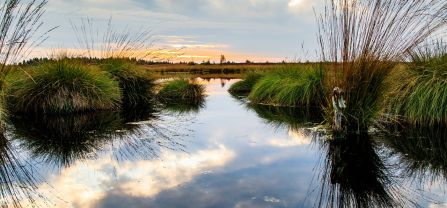 Moorlandschaft