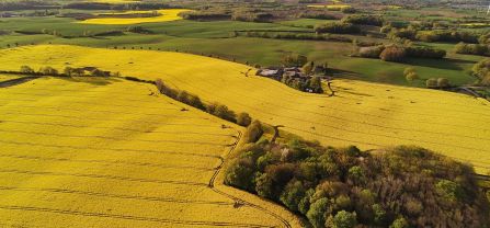 rapseed fields viewed from above