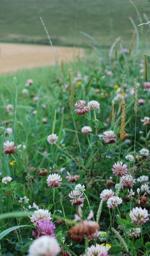 flowering strip with clover