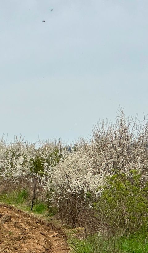 blühende Hecken am Feldrand
