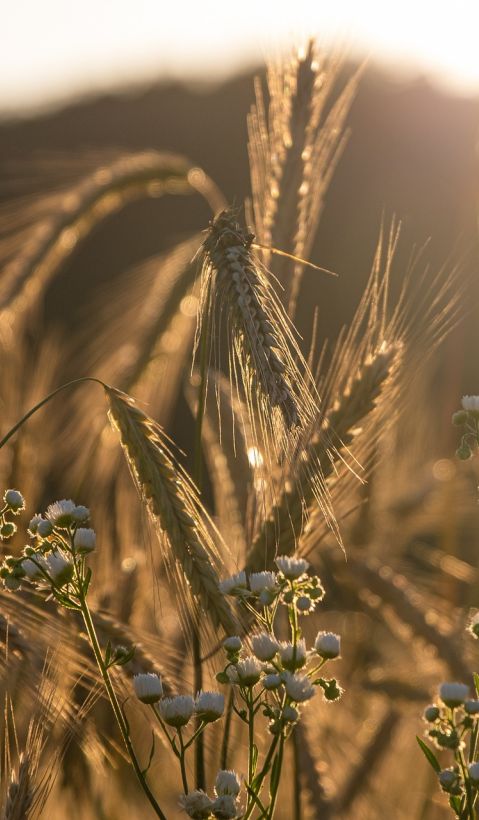 Close uo of rye with wild flowers