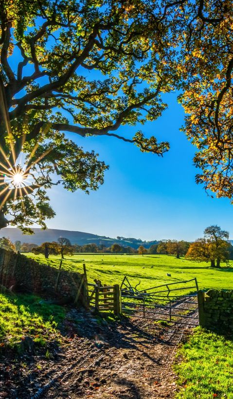 Tree fence grassland sunny sky