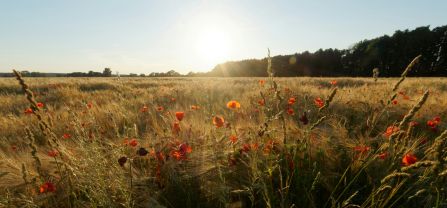 Kornfeld mit Mohnblumen und Gräsern