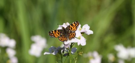 Schmetterling aus Blume