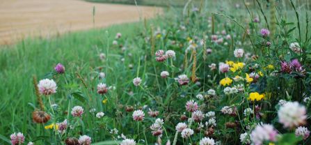 flowering strip with clover