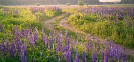 Weg durch Felder mit Lupinen