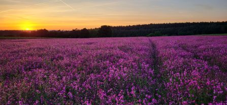 Lichtnelken im Sonnenuntergang