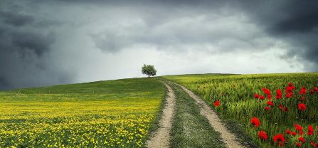 cloudy sky, flowery fields with a trail passing through them