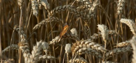 Brauner Schmetterling auf braunem Weizen