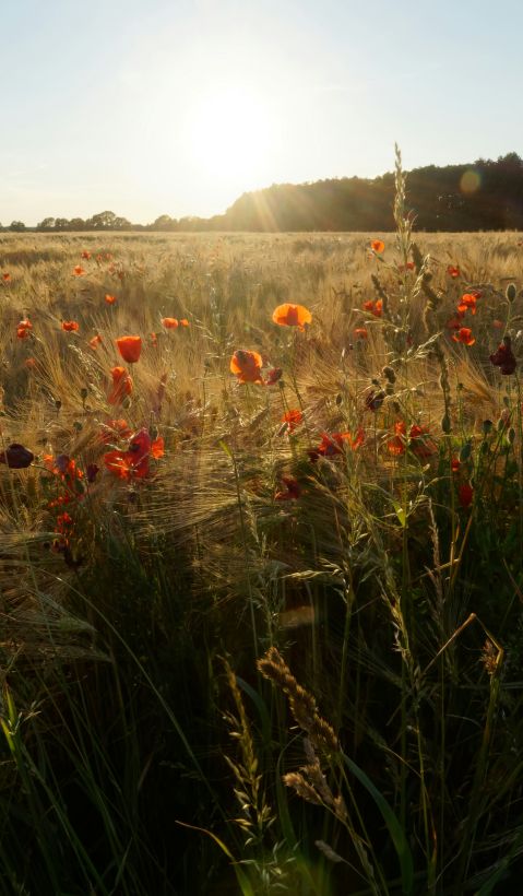 Kornfeld mit Mohnblumen und Gräsern