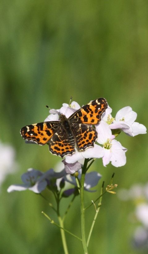 Schmetterling aus Blume
