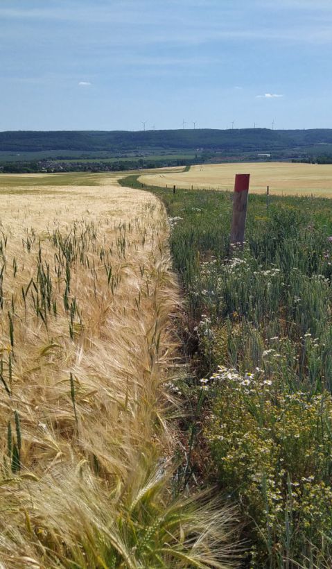 Feldrain in Thüringen