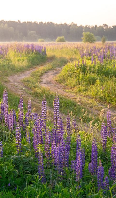 Weg durch Felder mit Lupinen
