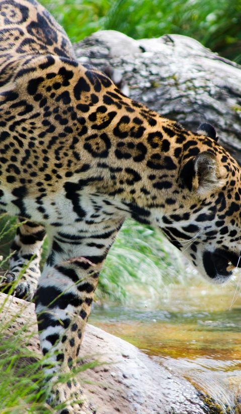 Jaguar at the side of a river