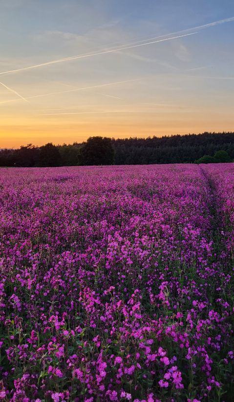 Lichtnelken im Sonnenuntergang