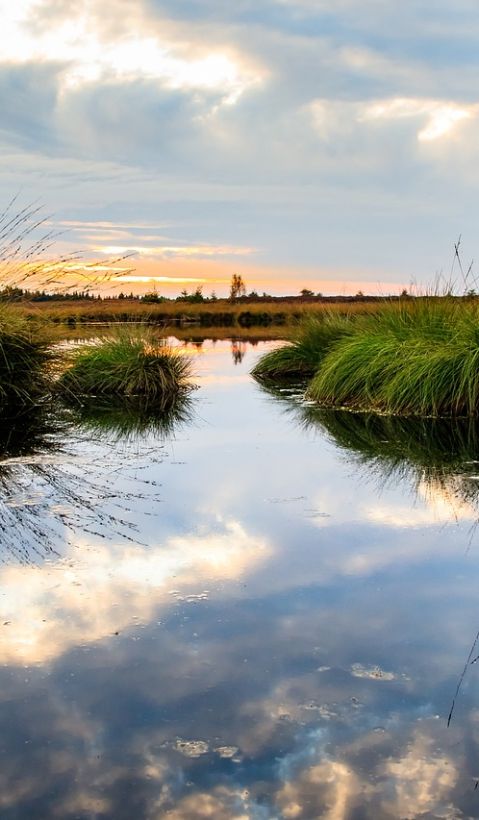 Moorlandschaft