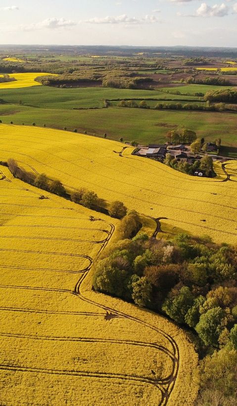 rapseed fields viewed from above